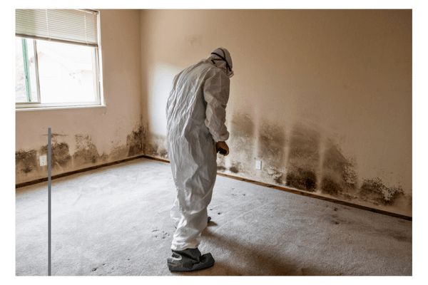 Mold Inspection