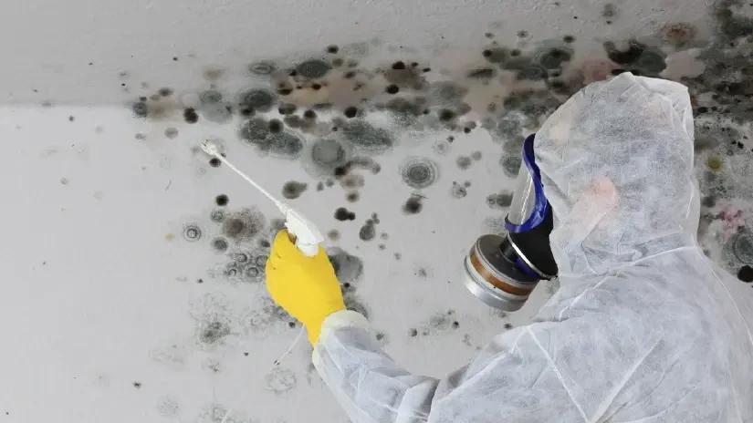 Mold Identification
