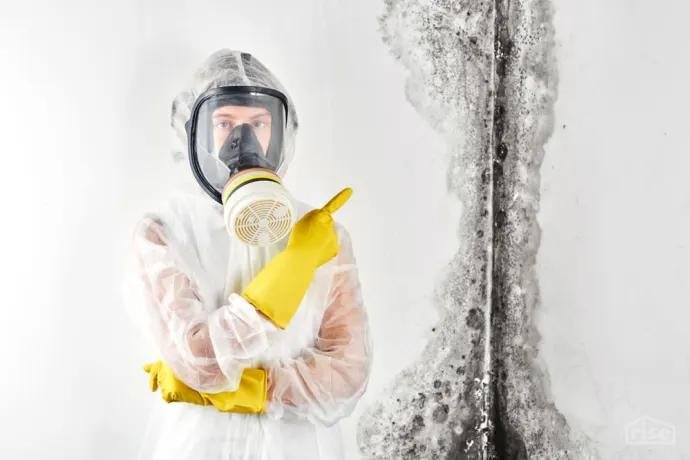 mold expert