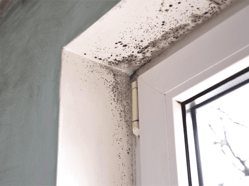 Mold Abatements/Remediation